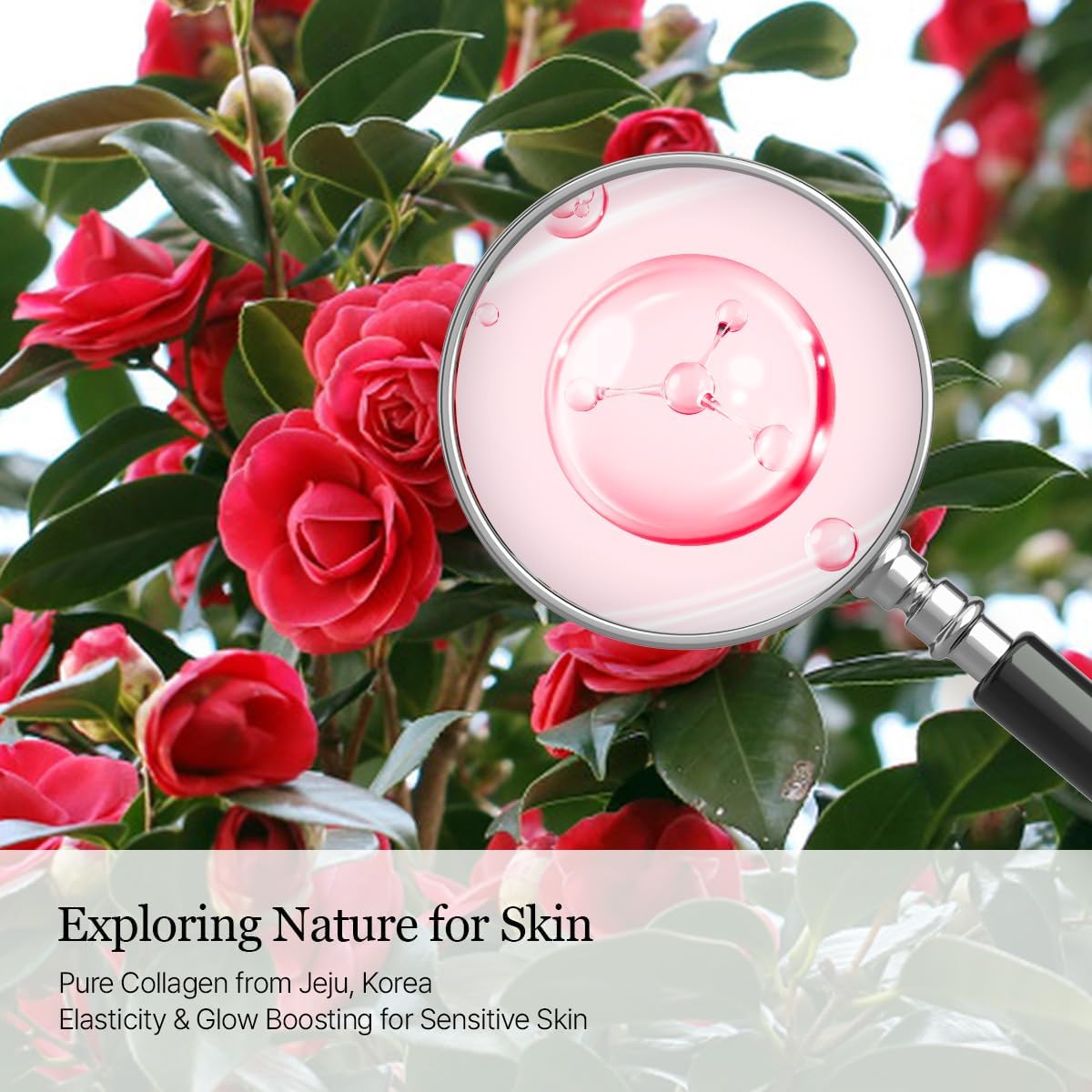 ROUND LAB Camellia Deep Collagen PDRN Milky Toner 150ml - Image 5